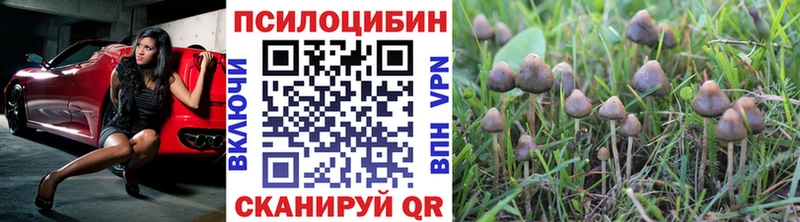 Галлюциногенные грибы Psilocybine cubensis  как найти   Сурск 